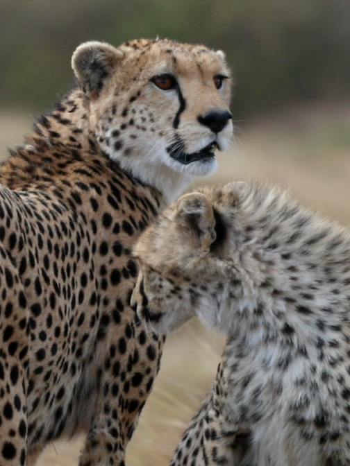 Cheetah Sighting CSR