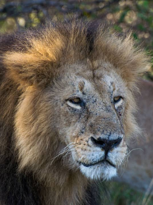 Lion Sighting CSR
