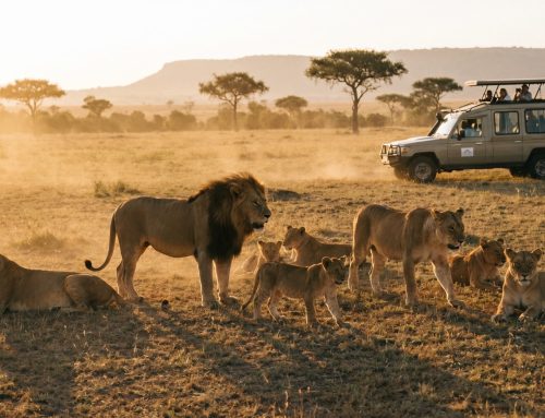 Kenya Safari Packages 2026: The Complete Guide to Planning Your East Africa Adventure