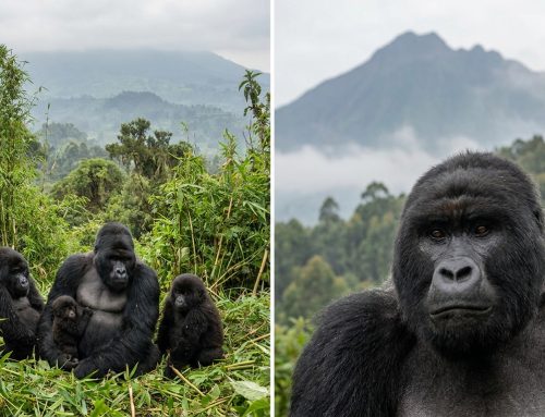 Rwanda Gorilla Trekking: Everything You Need to Know Before You Go (2026)