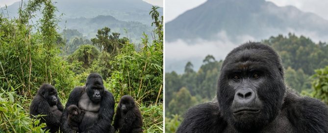Mountain gorilla family in Volcanoes National Park, Rwanda — gorilla trekking safari 2026