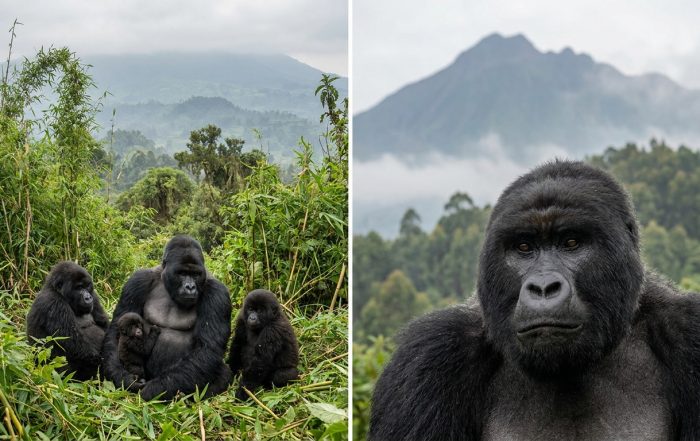 Mountain gorilla family in Volcanoes National Park, Rwanda — gorilla trekking safari 2026