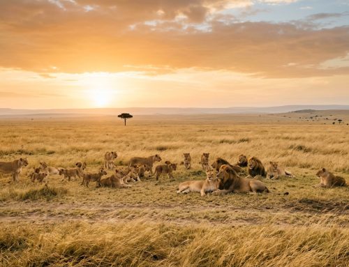 Tanzania Safari Guide: Serengeti, Ngorongoro & Beyond (2026)