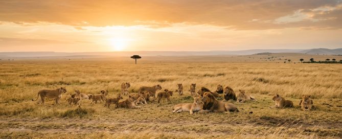 Tanzania safari 2026 — wildebeest herd on the open Serengeti plains during the Great Migration