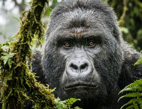 Uganda Gorilla Trekking Safari: The Complete 2026 Guide