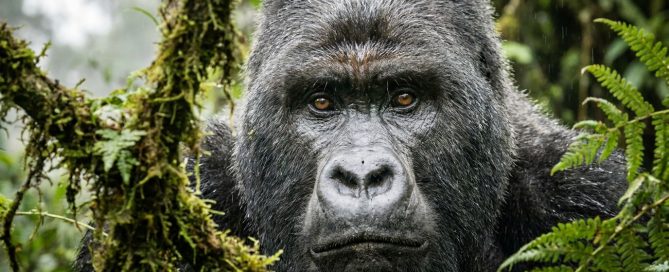 Mountain gorilla silverback in Bwindi Impenetrable Forest, Uganda — gorilla trekking safari