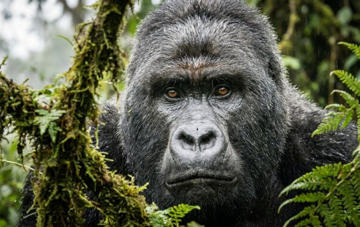Mountain gorilla silverback in Bwindi Impenetrable Forest, Uganda — gorilla trekking safari