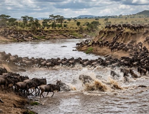 Maasai Mara vs Serengeti: Which Safari Should You Choose? (2026)