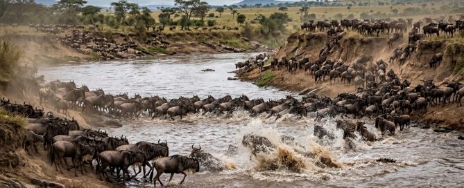 Wildebeest crossing the Mara River — the Great Migration straddles the Kenya-Tanzania border between the Maasai Mara and the Serengeti