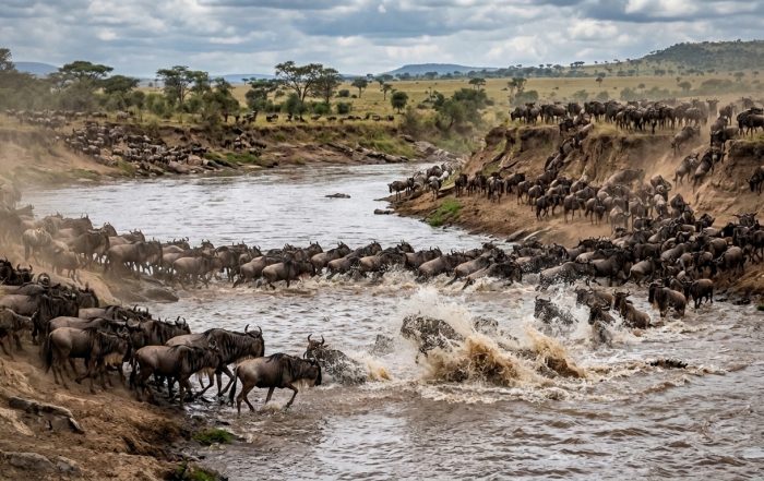 Wildebeest crossing the Mara River — the Great Migration straddles the Kenya-Tanzania border between the Maasai Mara and the Serengeti