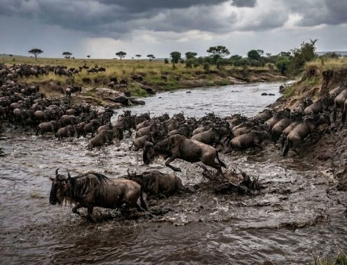 Best Time to Visit the Maasai Mara: Month-by-Month Guide (2026)