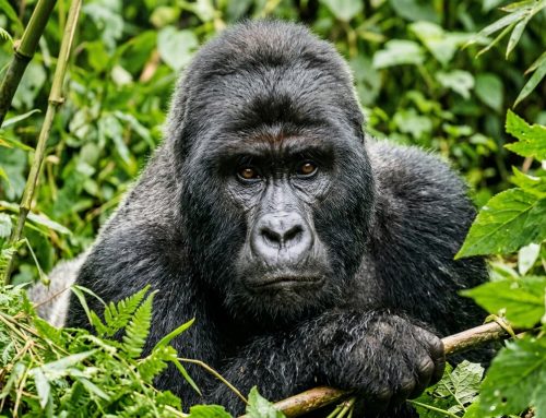 Uganda vs Rwanda for Gorilla Trekking: Which is Right for You? (2026)