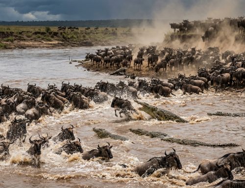 The Great Wildebeest Migration: A Month-by-Month Calendar (2026)