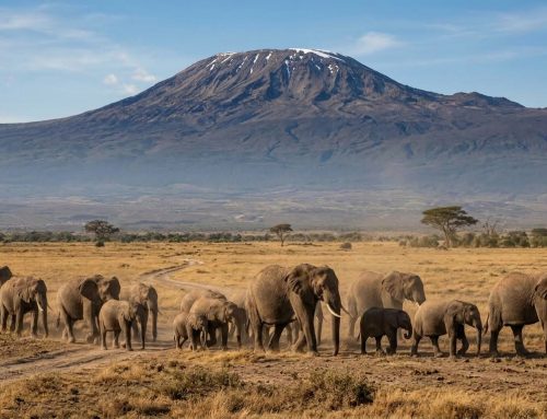 Amboseli National Park: The Complete Safari Guide (Elephants, Kilimanjaro & More) (2026)