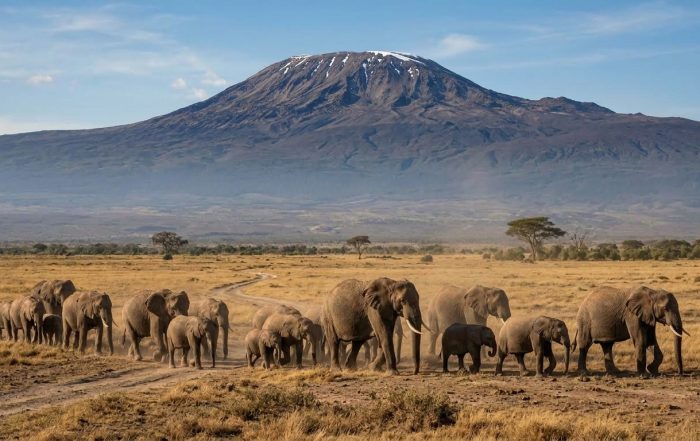 African elephants in Amboseli National Park with Mount Kilimanjaro in the background — Kenya's most iconic wildlife image