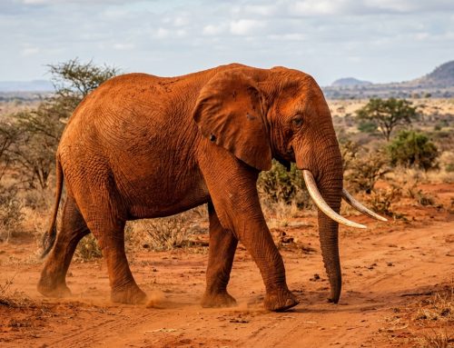 Tsavo National Park: Kenya’s Largest Safari Wilderness (Complete Guide) (2026)