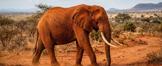 Tsavo National Park red elephant Kenya — African elephants stained orange-red by Tsavo's volcanic soil, one of the park's most distinctive sights
