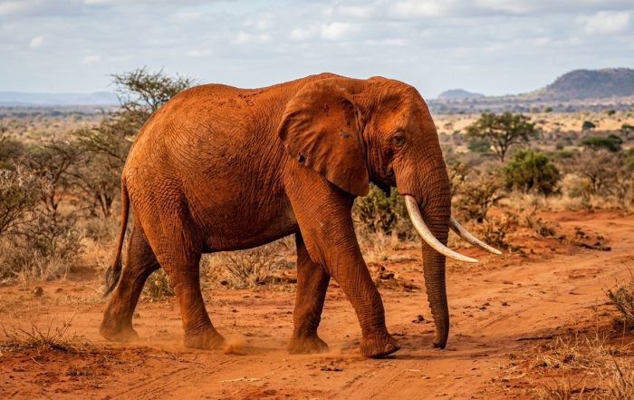 Tsavo National Park red elephant Kenya — African elephants stained orange-red by Tsavo's volcanic soil, one of the park's most distinctive sights