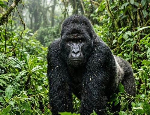 Bwindi Impenetrable Forest: Uganda’s Gorilla Trekking Heartland (Complete Guide) (2026)