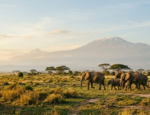 Is Kenya Safe for Safari in 2026? Latest Travel Advisories, Health Updates and Safety Tips