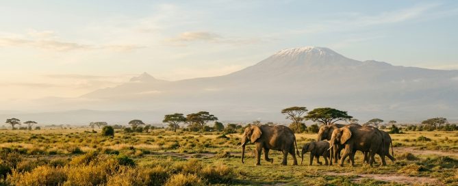 African elephants walking across the Amboseli savannah with Mount Kilimanjaro in the background, Kenya.