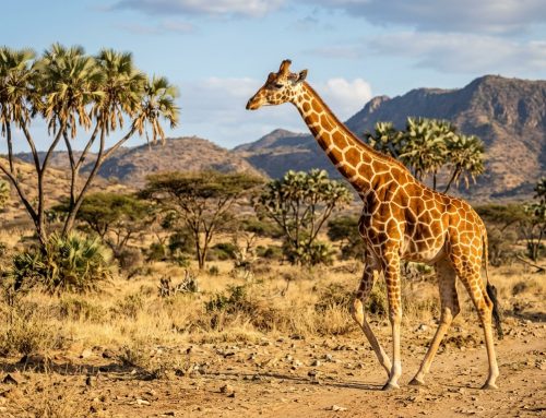 Samburu National Reserve: Kenya’s Northern Wilderness & Special Five Guide (2026)