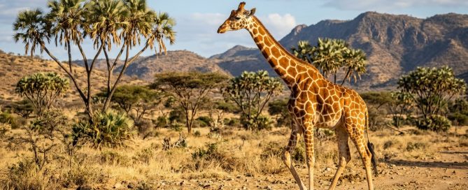 Reticulated giraffe in Samburu National Reserve Kenya — one of the Samburu Special Five species found only in northern Kenya