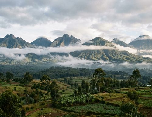 Volcanoes National Park Rwanda: A Complete Guide Beyond the Gorillas (2026)